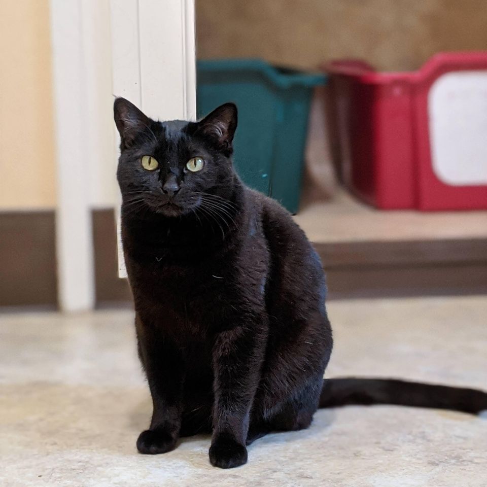 Catpawsitive 6