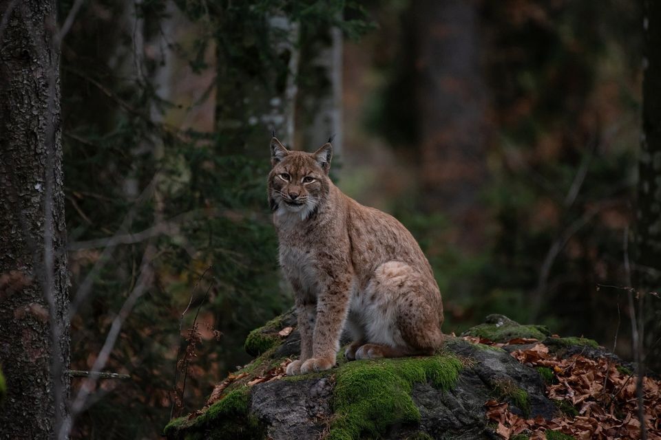 Bobcat g64d7de81e 1920