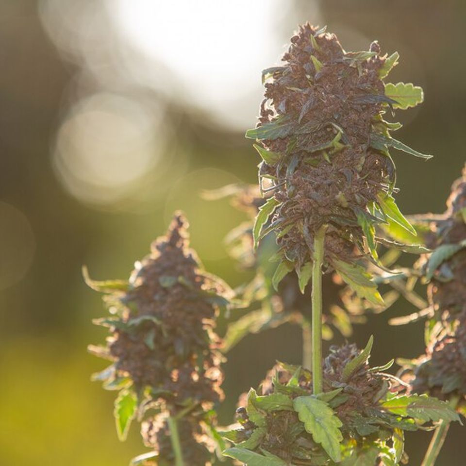 Hemp flowers