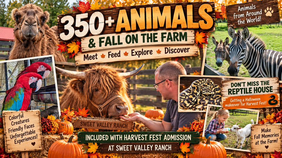 06a 350 animals fall on the farm landscape