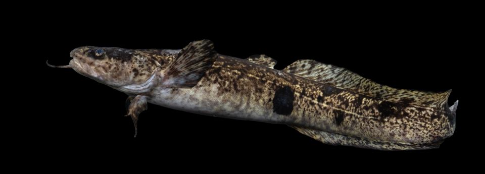 Burbot sam stukel 2023