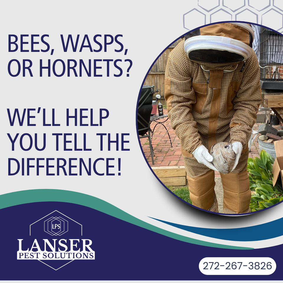 Bees Wasps or Hornets? LanserPestSolutions.com