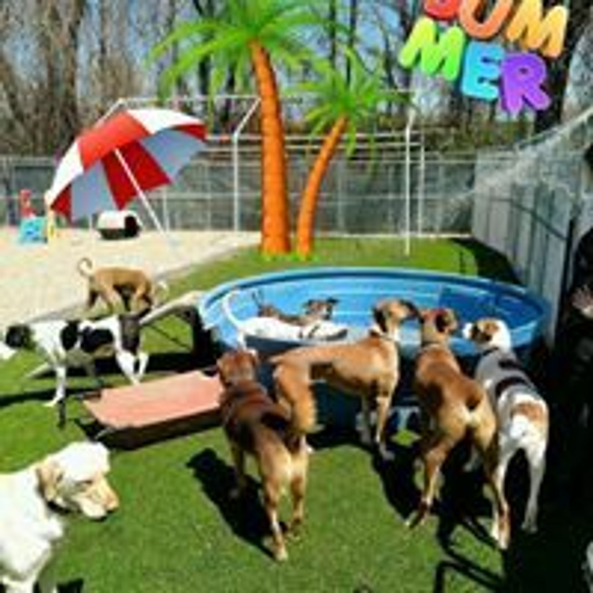 A Dog's Day Out Daycare, Boarding and Grooming