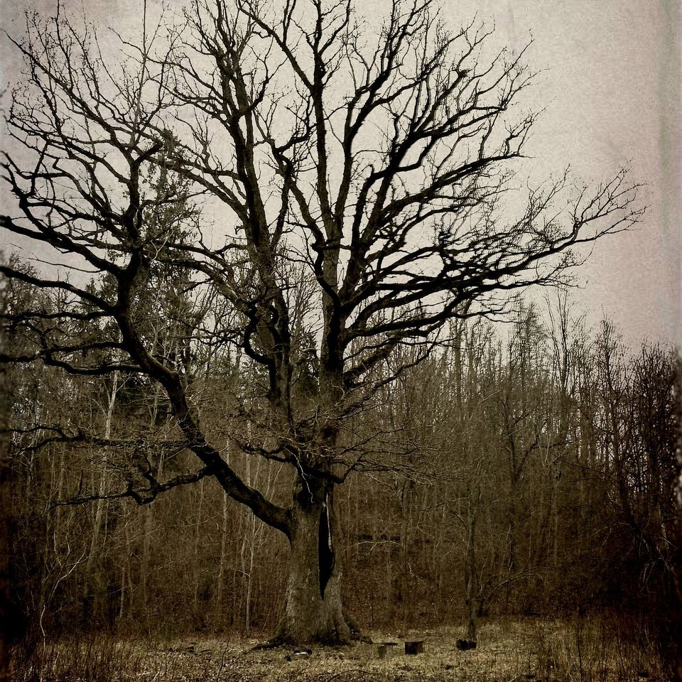 Tree ga67630601 1920