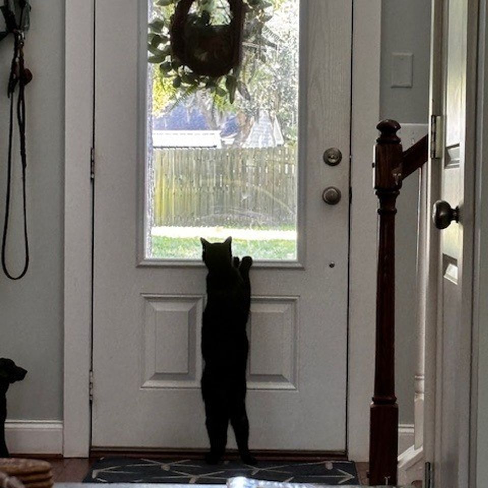 Black cat looking out he front door