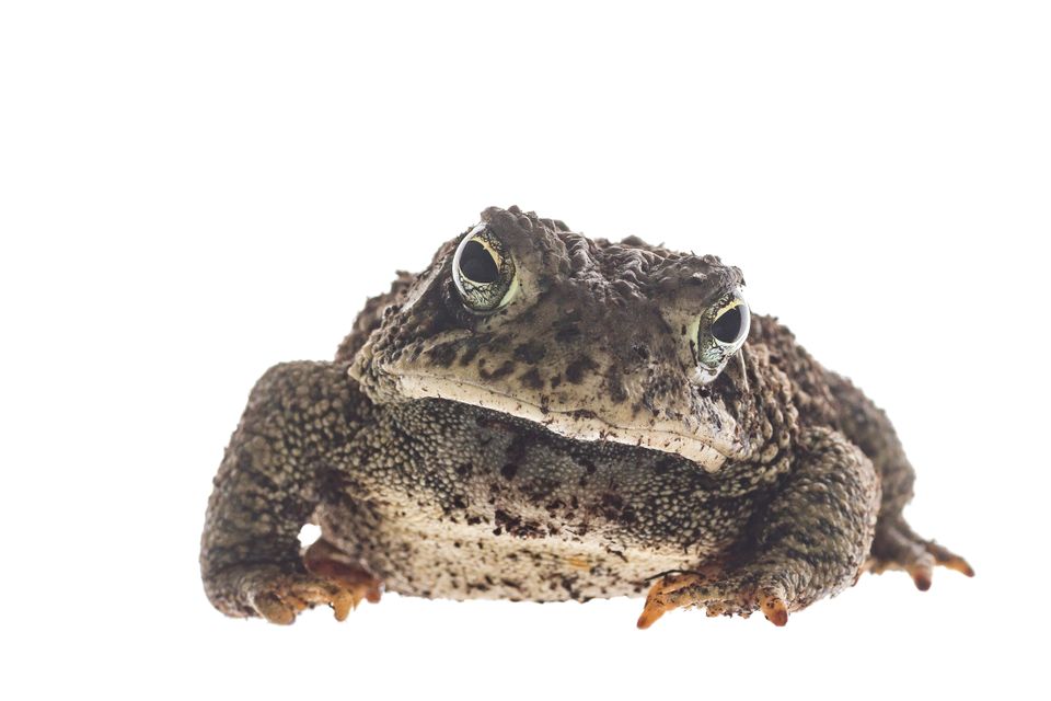 Woodhouse toad sam stukel 2018 1
