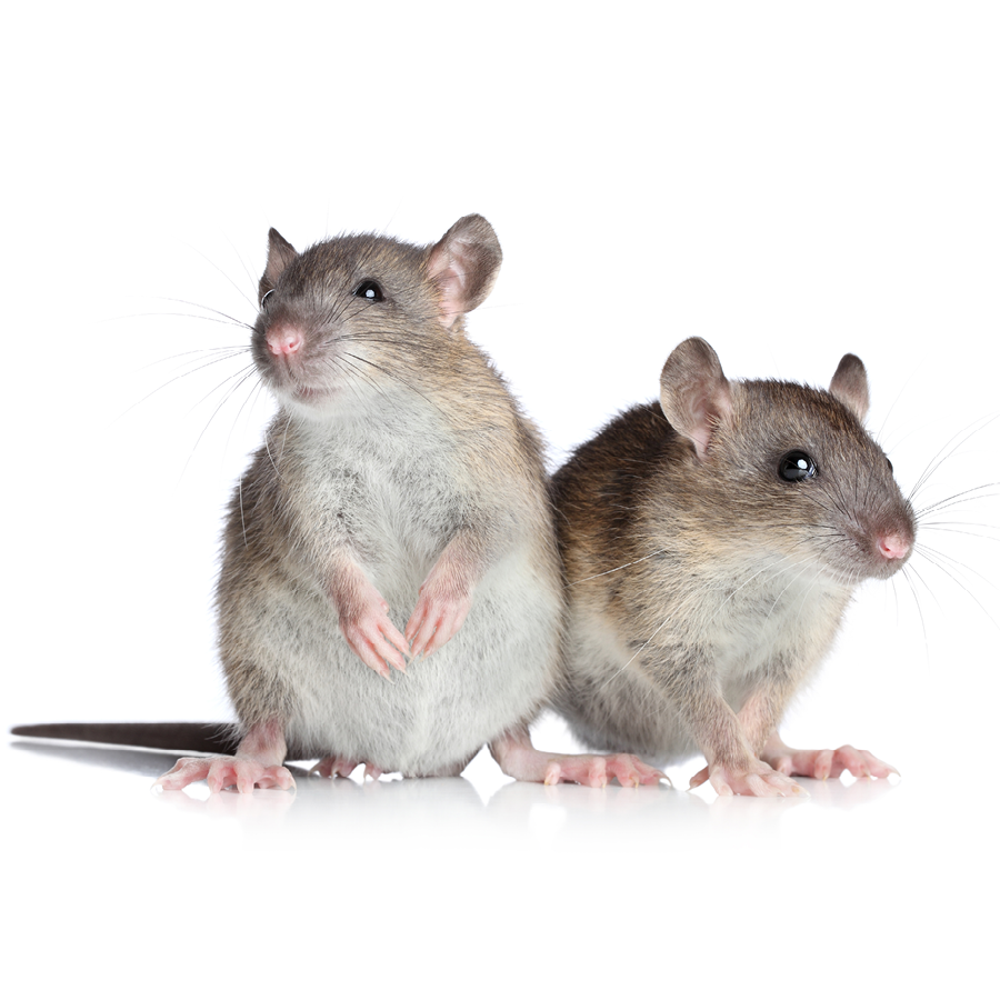 Rodents