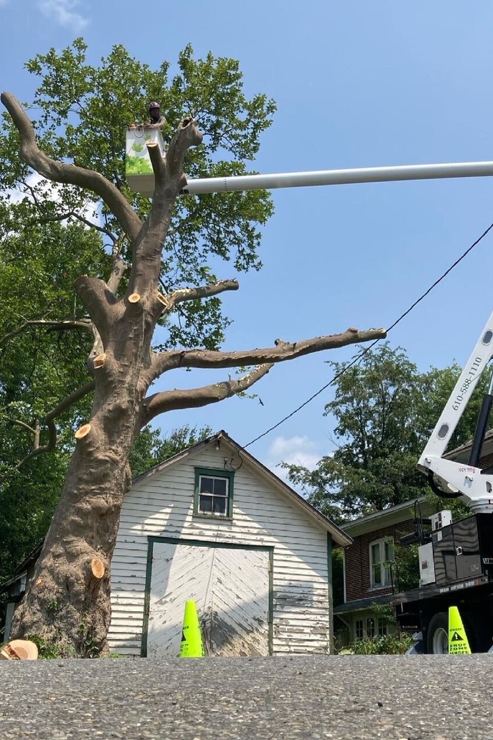 Tree removal thumbnail 4d9862ad 114e 4991 80df e1cb0ef3c5b5