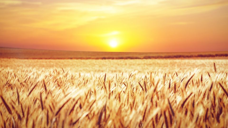 Amber waves of grain - Eastern Colorado Seed