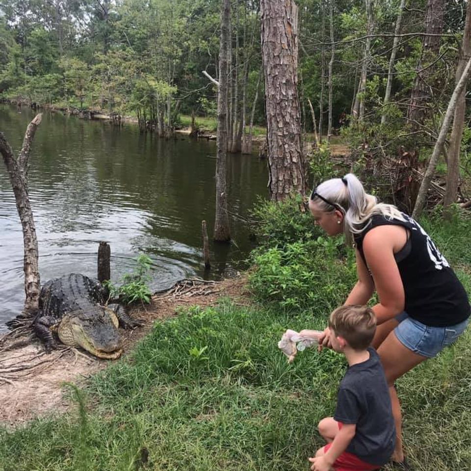 Big gator at orange hill gator farm in florida