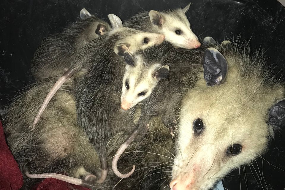 Wild Kritters of Niagara County NY