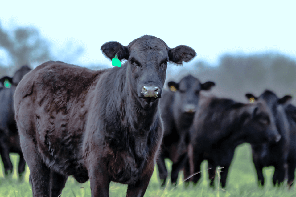 Livestock