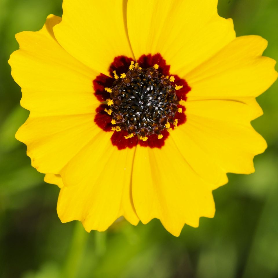 Rc fld black eyed susan 1 1