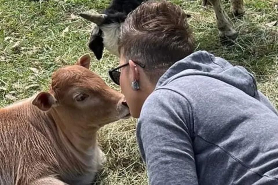 Kissing cow original