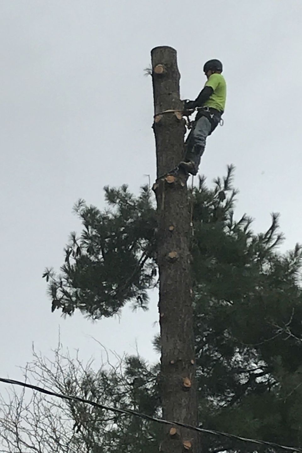 Tree thinning