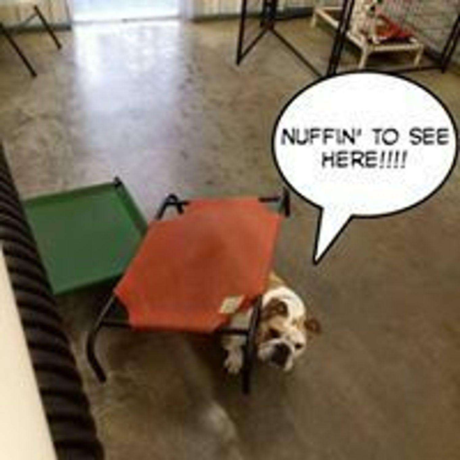 A Dog's Day Out Daycare, Boarding and Grooming