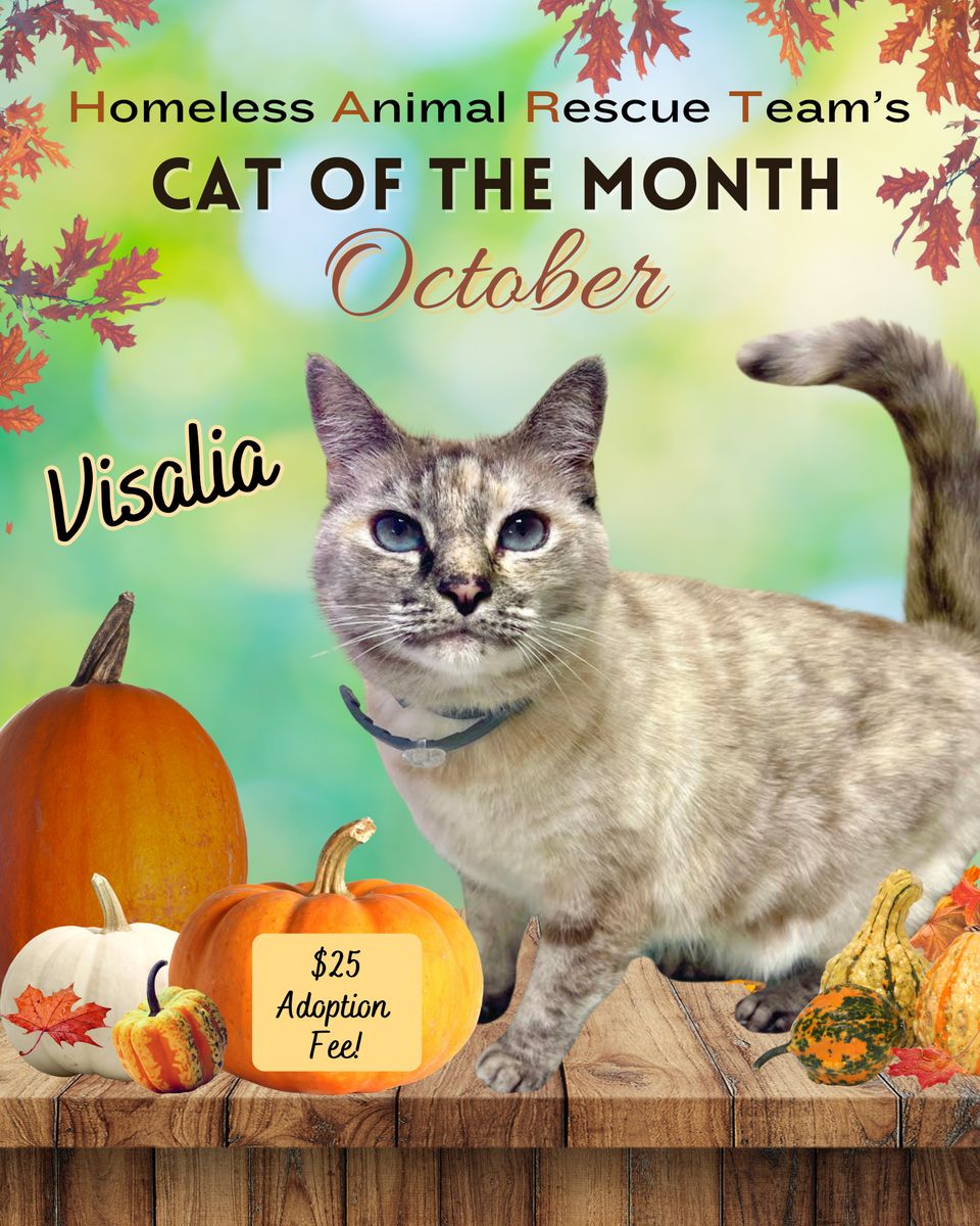 Cat of the month