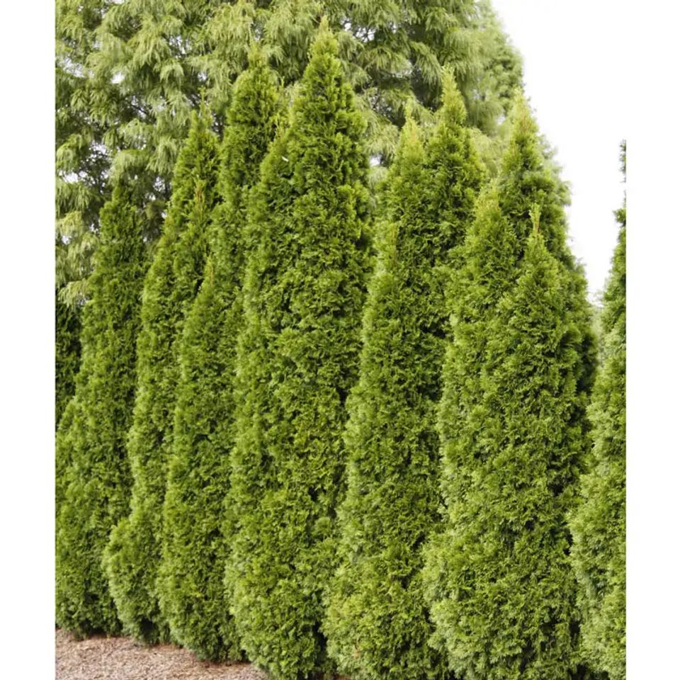 Arbor vitae 2