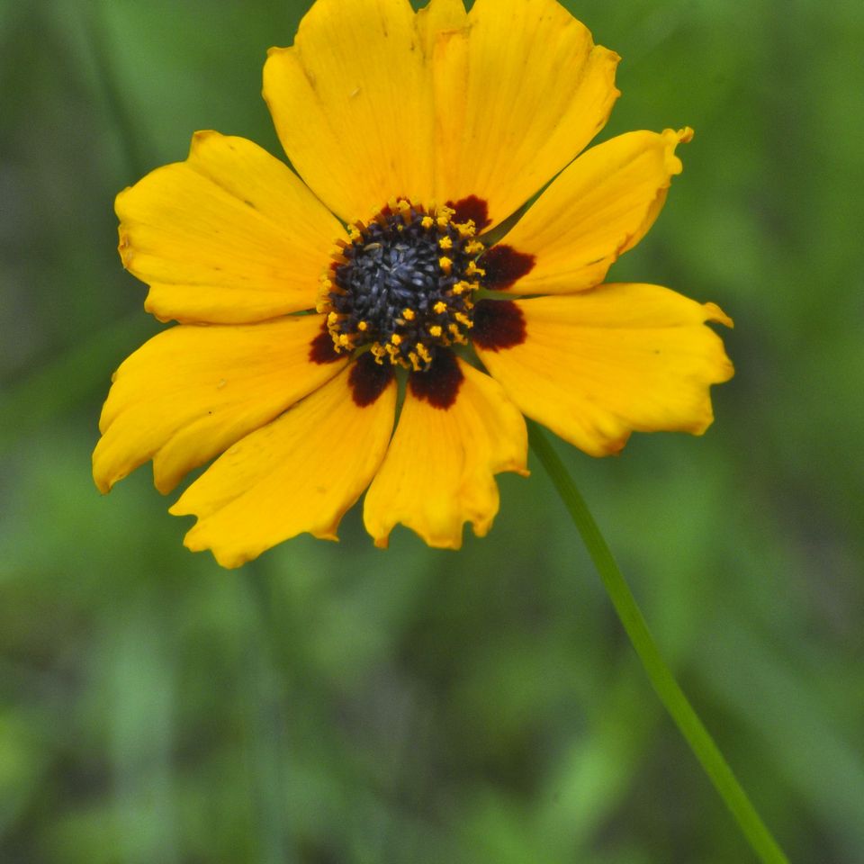 Rc flo black eyed susan4 1