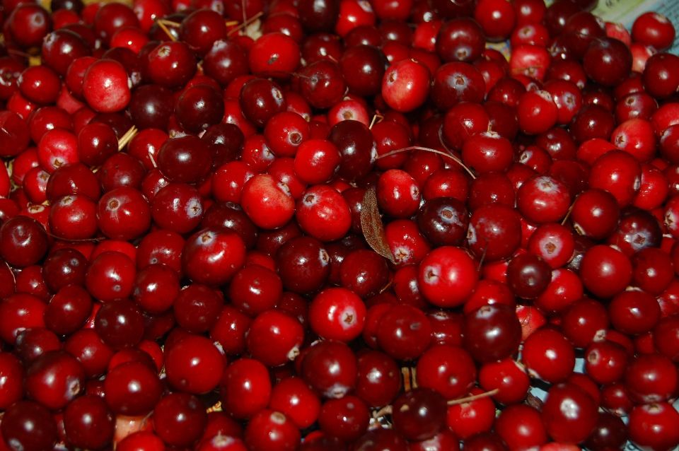 Cranberries 5fe5d24642 1920