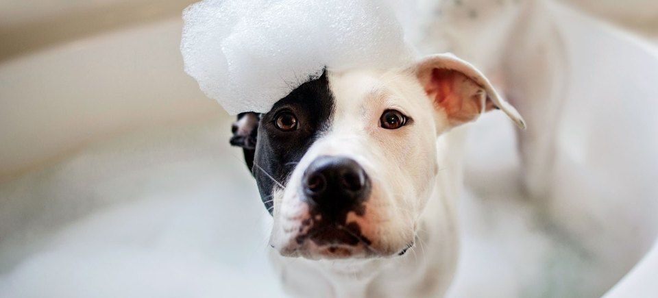 Doggy bath time20171018 23365 10e0w3t