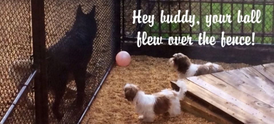 Games hey buddy20150621 16882 m202g5
