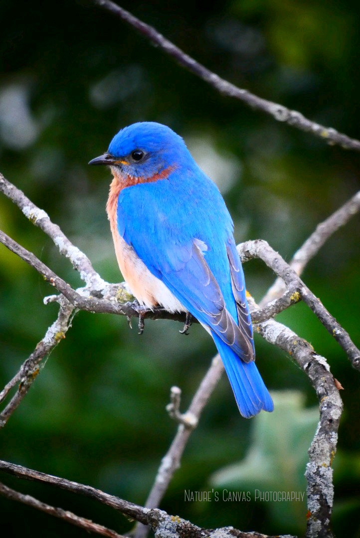 Bluebird
