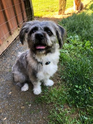 Small gray dog
