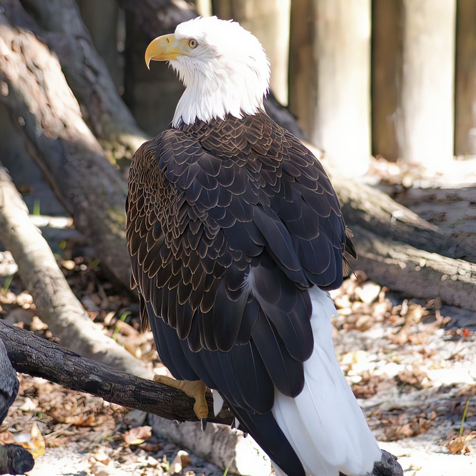 Bald eagle