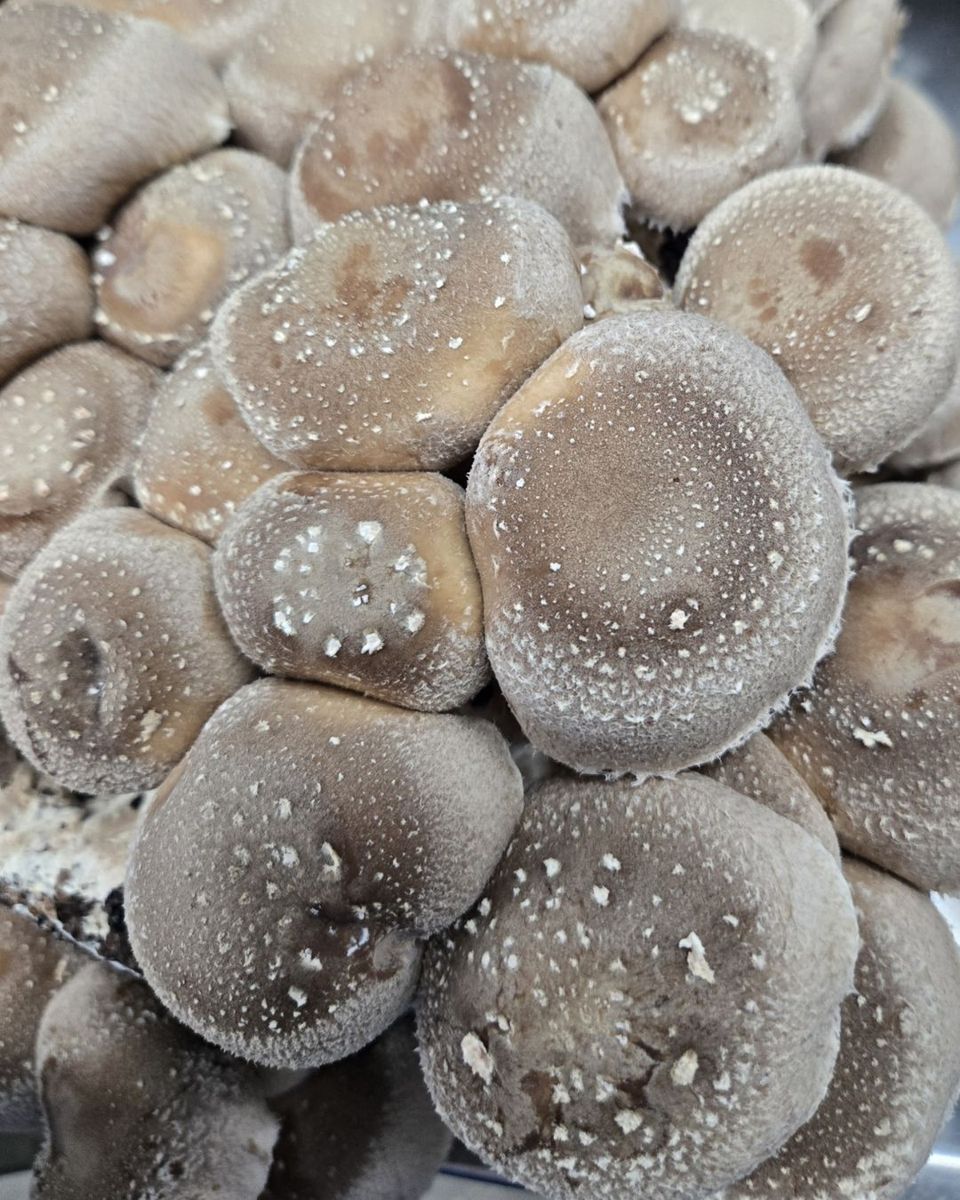 Shiitake mushrooms from Fungi Meadows in Logansport, IN