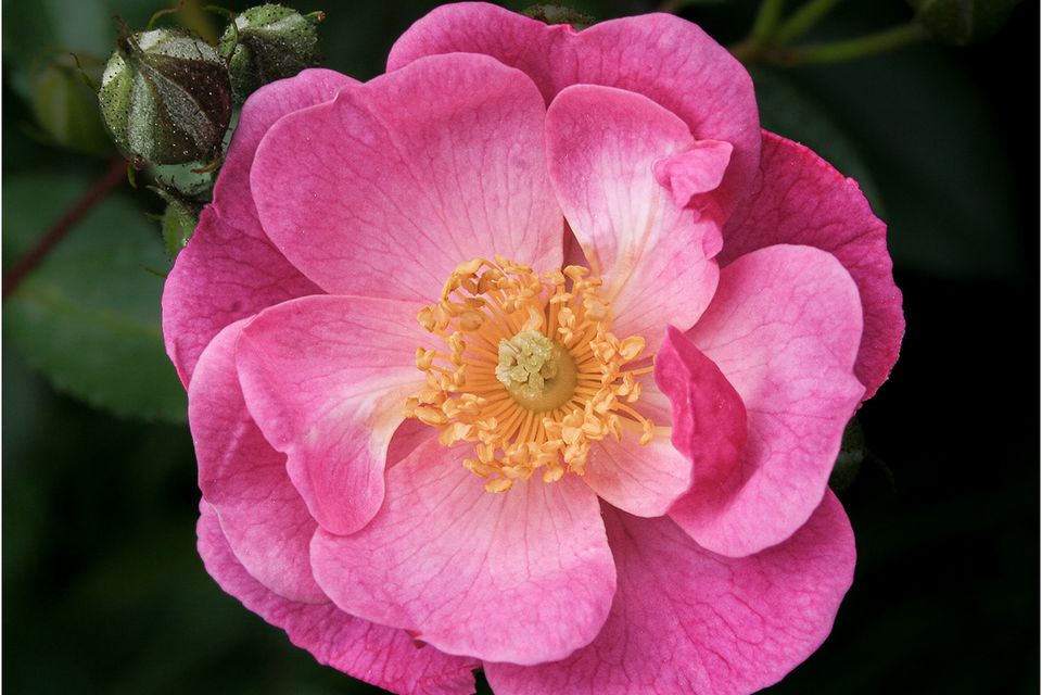 Camera club april 1st 1