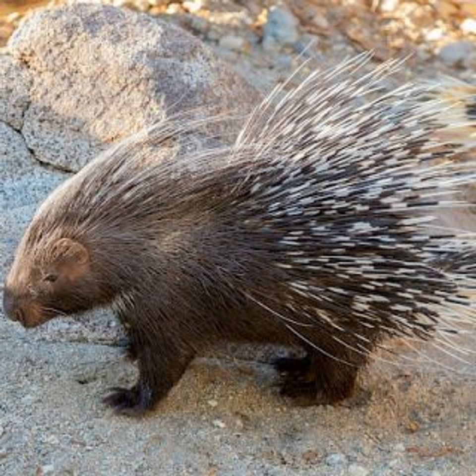 Porcupine