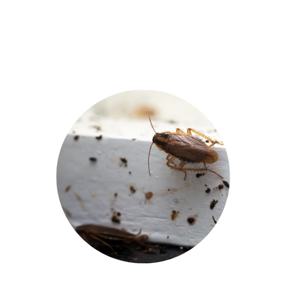 Cockroach circle lanser pest solutions