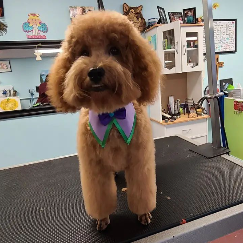 Dog