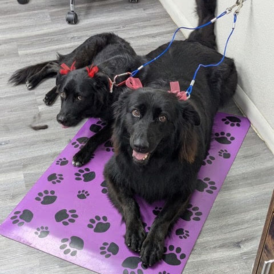 Best dog groomers in california