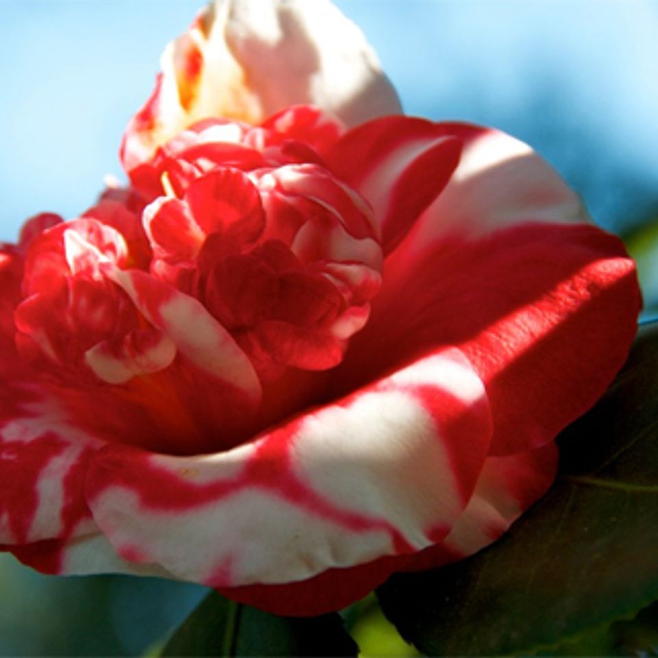Nature3