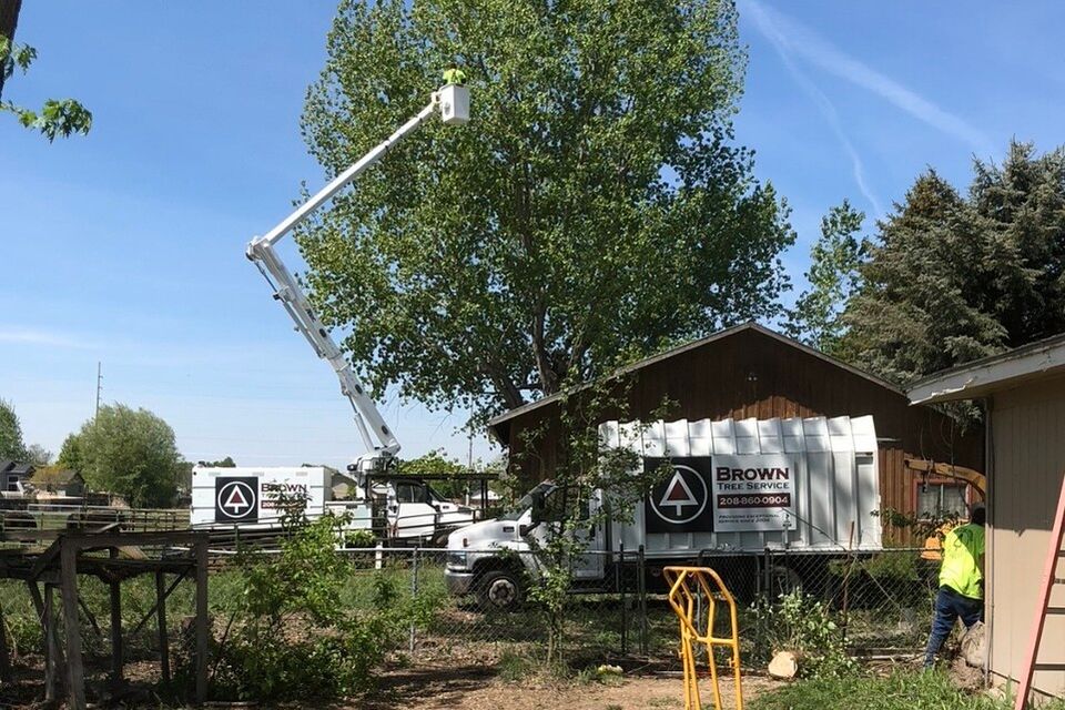 Tree thining