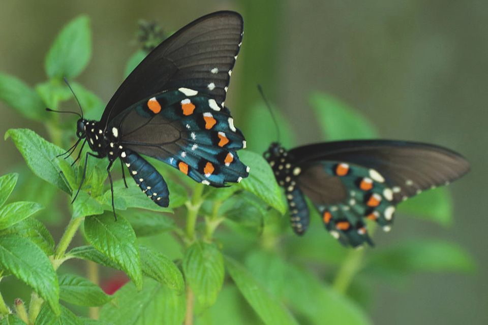 Pipevine swallowtail 2