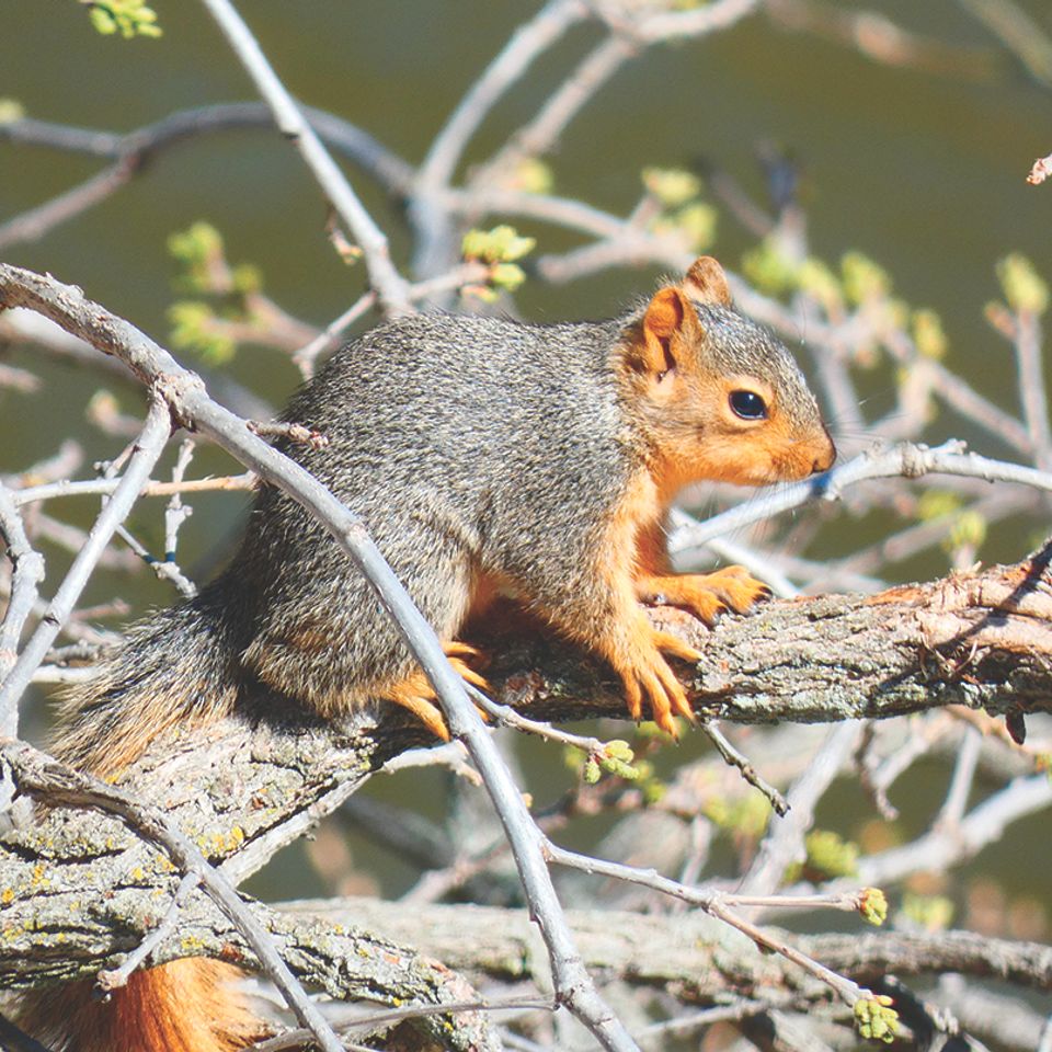 Babysquirrel