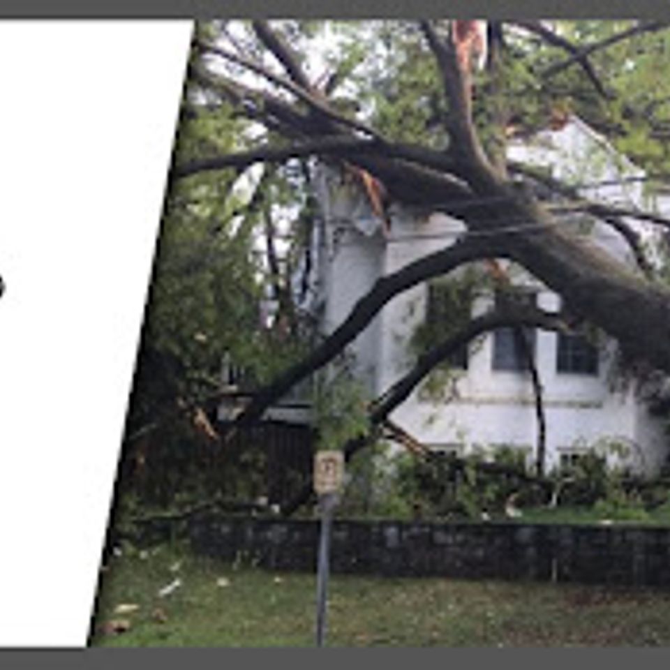 Mt sv3 tree removal