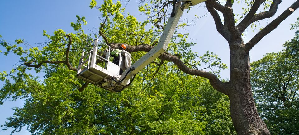 Tree trimming20170404 23970 kfciw6