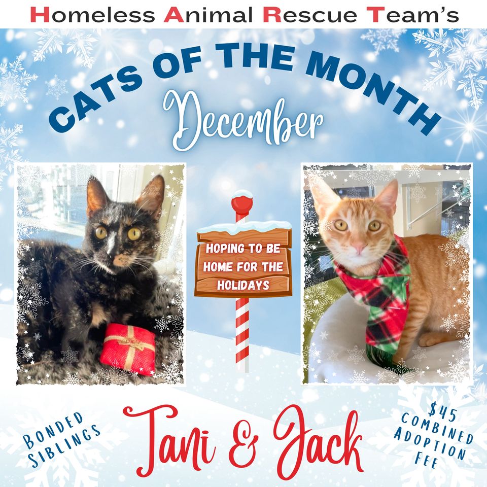 December cat of the month 2025 jack   tani