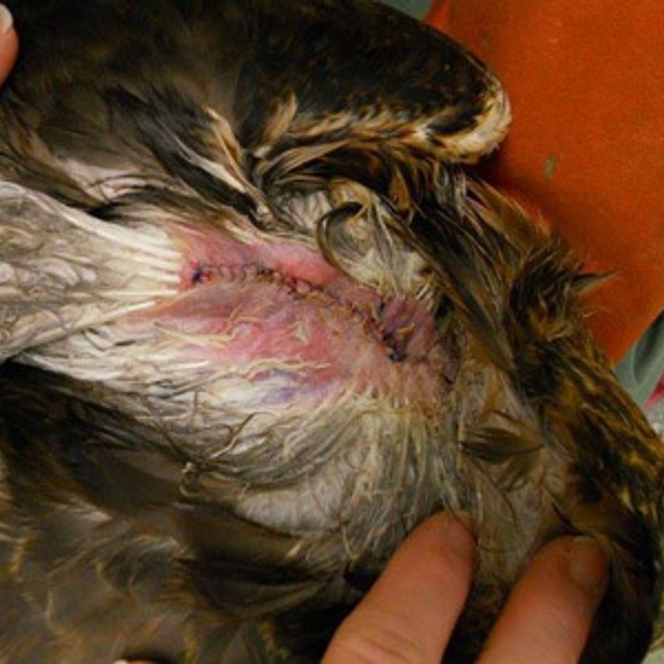 Surgery Wild Kritters of Niagara County NY