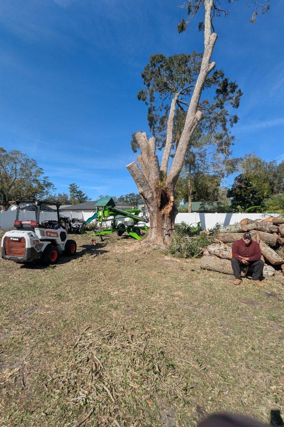 Tampa tree removal