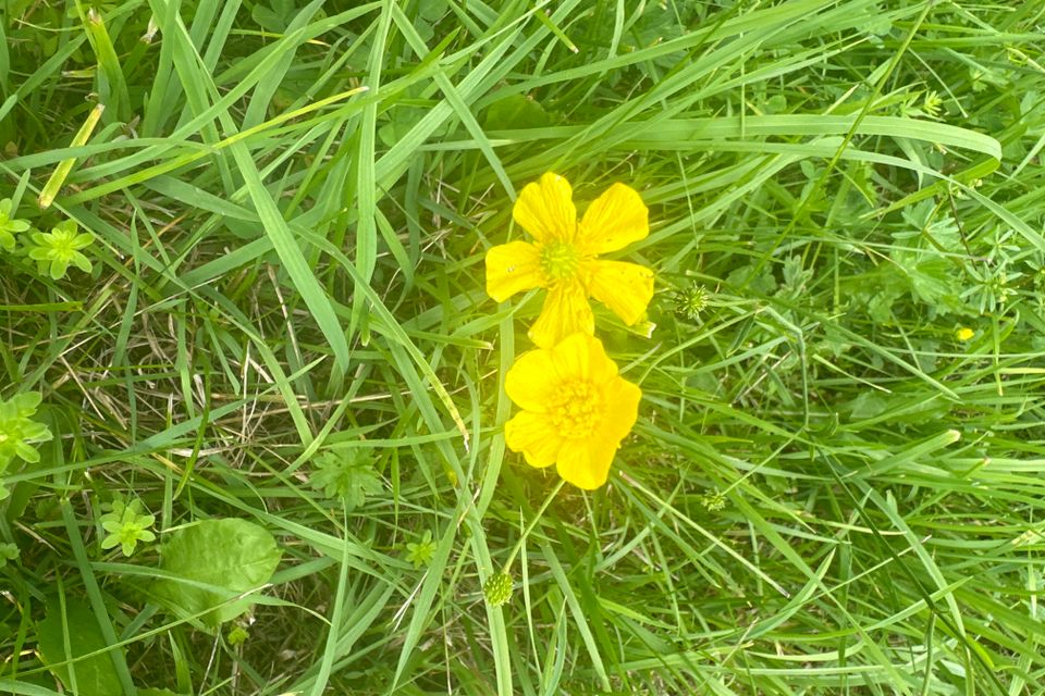 The Hub Regen Farm in Owego, NY yellow flower