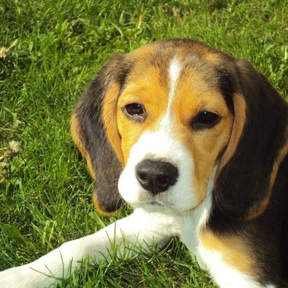 Beagle puppy 2681 64020170814 12843 1h8kl1