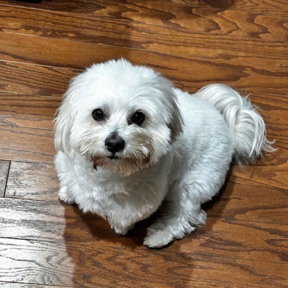 Small white dog on wood floor