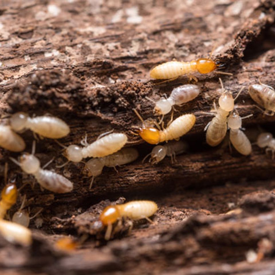 Termites