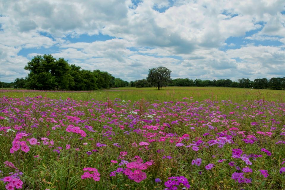 Flox panorama1