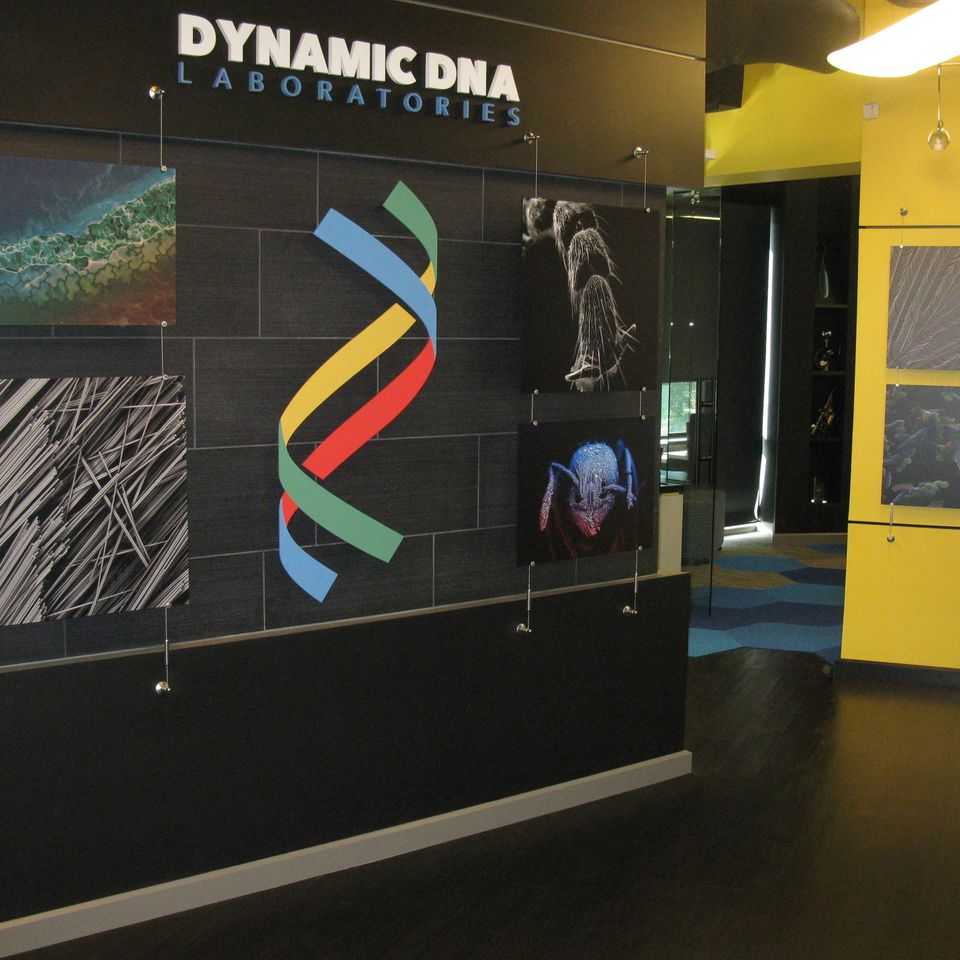 Dynamic dna foyer w brand